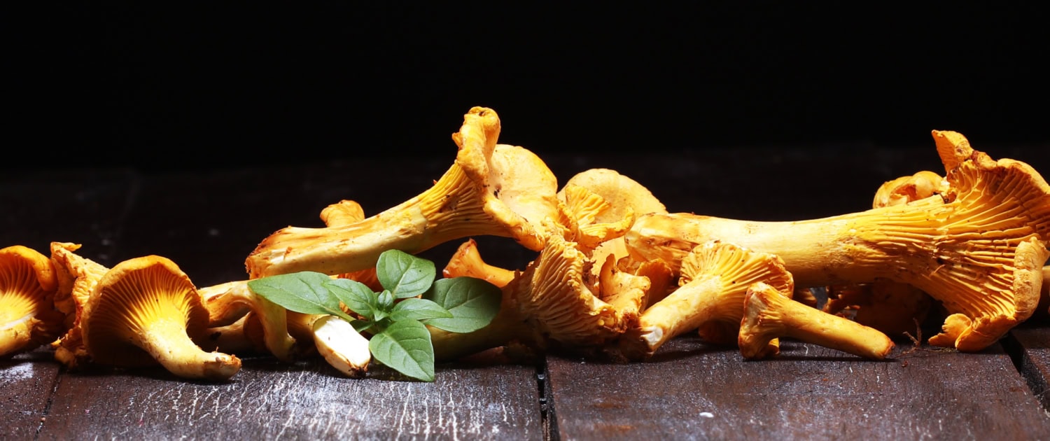 Raw wild chanterelle mushrooms. Composition with wild mushrooms.